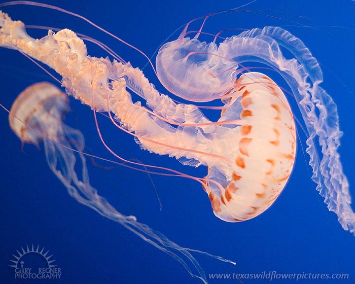 Atlantic Sea Nettle Jellyfish - Chrysaora quinquechirrha