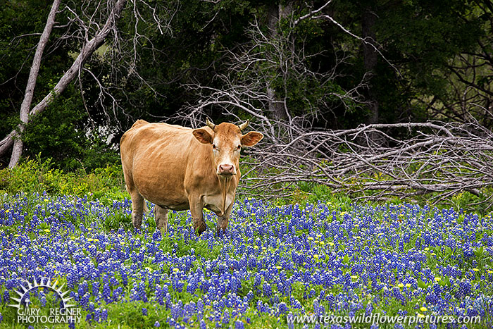 Bovine Bluebonnets, Cow in wildflowers