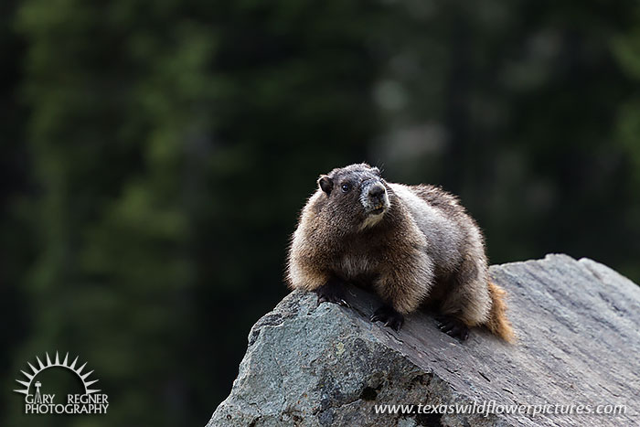 Marmot, Mount Rainier