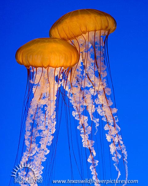 Pacific Sea Nettle Jellyfish - Chrysaora fuscescens