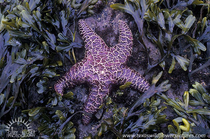 Starfish - Purple Ochre Sea Star, Pisaster ochraceus