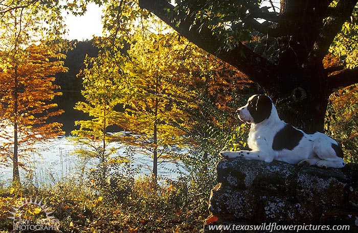 Fall Portrait - Springer Spaniel with Fall Foliage