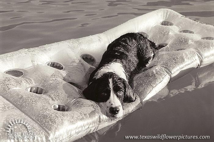 Lounging at the Lake - Springer Spaniel on Raft