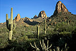 Saguaro - Arizona Desert by Gary Regner