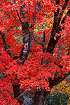 Big Tooth Maple - Lost Maples by Gary Regner