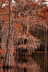Swamp Cypress - Caddo Lake by Gary Regner