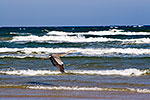 Heron - Padre Island by Gary Regner