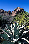 Agave - Big Bend National Park by Gary Regner