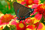 Macro Gallery