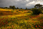 A Break in the Clouds - Texas Wildflowers by Gary Regner