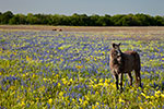 Pony - Texas Wildflowers by Gary Regner