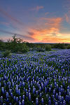 Distant Light - Texas Wildflowers by Gary Regner