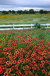 Dawn - Texas Wildflowers by Gary Regner