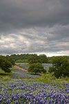 Spring Storm - Texas Wildflowers by Gary Regner