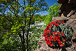 Crevice - Texas Wildflowers by Gary Regner