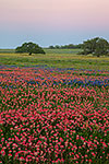Nightfall - Texas Wildflowers by Gary Regner