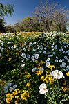 Alabaster and Gold - Church and Wildflowers by Gary Regner