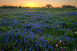 Le sacre du printemps - Texas Wildflowers by Gary Regner