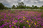 Suddenly It's Spring - Texas Wildflowers by Gary Regner