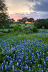Easter Bonnets - Texas Wildflowers by Gary Regner
