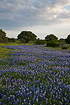 River of Blue - Texas Wildflowers by Gary Regner