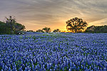 Good Friday - Texas Wildflowers by Gary Regner