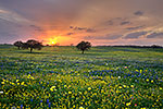 Spring Medley - Texas Wildflowers by Gary Regner