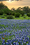 Windmill Sunset - Texas Wildflowers by Gary Regner