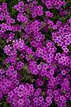 Magenta Phlox - Texas Wildflowers by Gary Regner