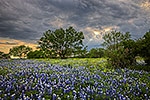 Breaking Through - Texas Wildflowers by Gary Regner