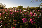 Rose Poppy - Texas Wildflowers by Gary Regner