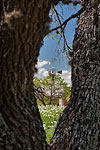 Window - Texas Wildflowers by Gary Regner