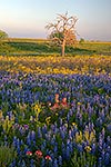 Complementary Colors - Texas Wildflowers by Gary Regner