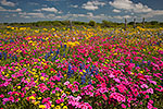 Wildflower Fiesta - Texas Wildflowers by Gary Regner