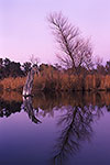 Twins by Gary Regner
