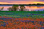 Wildflower Landscapes Gallery