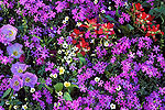 Wildflower Portraits Gallery