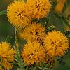 Texas wildflower - Huisache (Acacia Farnesiana)