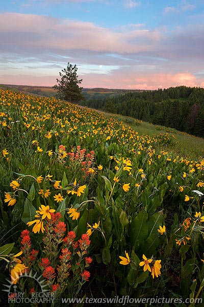 Paintbrush & Balsamroot - Oregon Wildflowers by Gary Regner