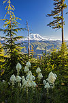 Bear Grass - Washington, Mount Rainier Landscape by Gary Regner