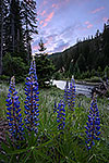 Forest Lupines - Washington Wildflowers Sunset Landscape by Gary Regner