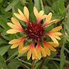 Texas wildflower - Prairie Gaillardia (Gaillardia aestivalis)