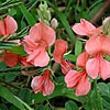 Texas wildflower - Scarlet Pea (Indigofera miniata)