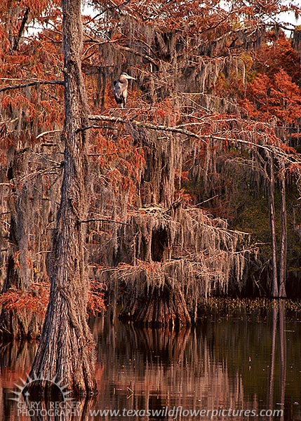 Swamp Cypress - Caddo Lake Texas