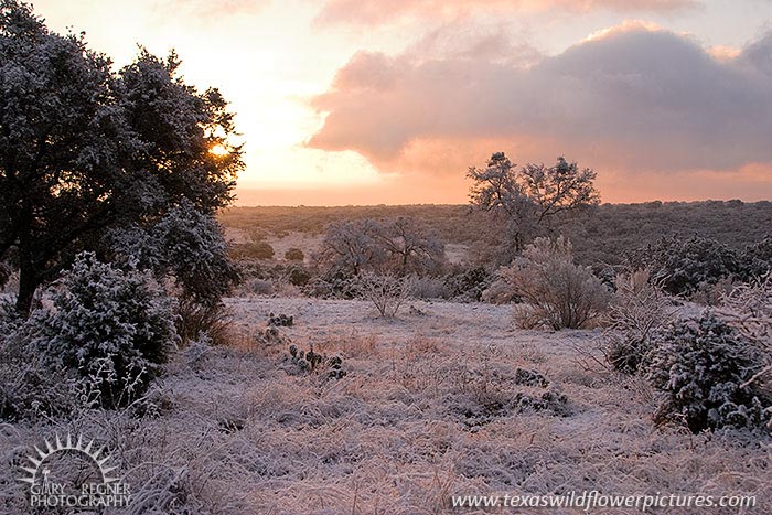 Winter Blanket - Texas Hill Country Snow