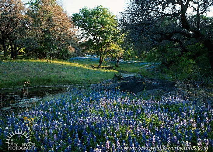 Crabapple Creek - Texas Wildflowers, Bluebonnets in Hill Country by Gary Regner