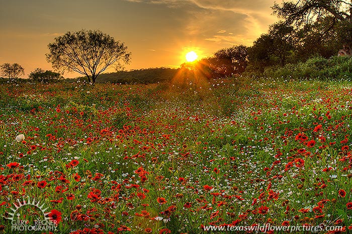 Sundown - Texas Wildflowers by Gary Regner