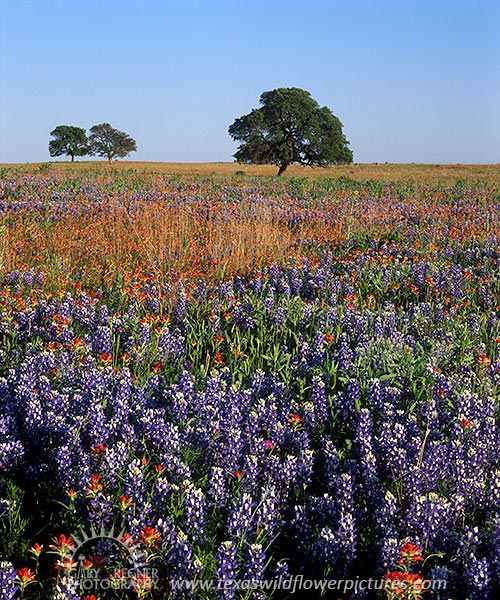 Hill Country Spring - Texas Wildflowers, Bluebonnets in Hill Country by Gary Regner