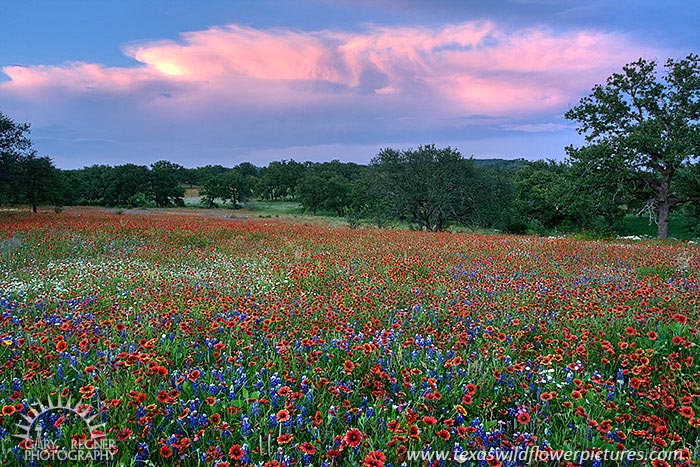 Pink Clouds - Texas Wildflowers Sunset by Gary Regner