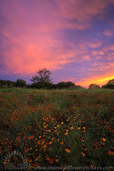 Mexican Hats II - Texas Wildflowers Sunset by Gary Regner